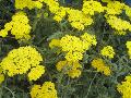Moonshine Yarrow / Achillea x 
